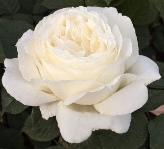 Garden Rose Jeanne Moreau - Garden Rose - Roses - Flowers by category